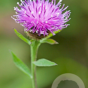 Centaurea nigra GM P9