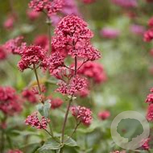 Centranthus ruber GM P9