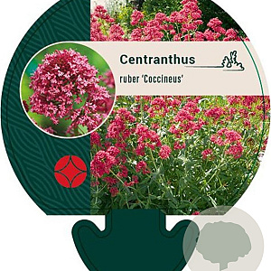 Centranthus ruber 'Coccineus' GM P9
