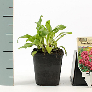 Centranthus ruber 'Coccineus' GM P9