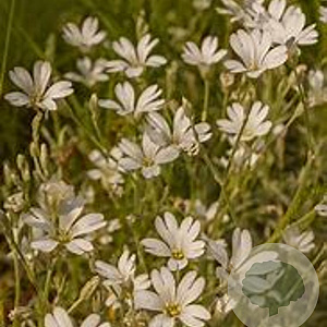 Cerastium biebersteinii GM P9