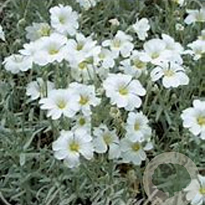 Cerastium tomentosum columnae GM P9