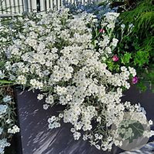 Cerastium tom. 'Silberteppich' GM P9