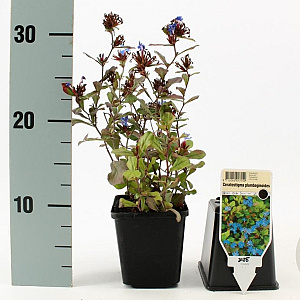 Ceratostigma plumbaginoides GM P9