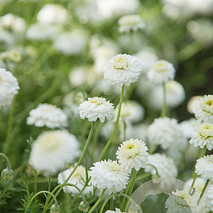 Chamaemelum nobile 'Ligulosum' GM P9