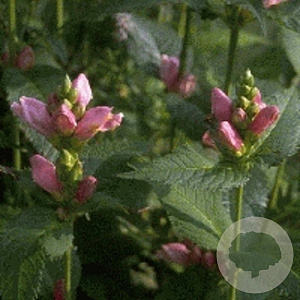 Chelone obliqua GM P9