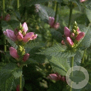 Chelone obliqua GM P9
