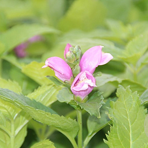 Chelone obliqua 'Samplant' GM P9