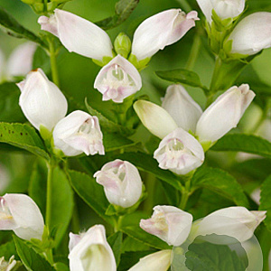 Chelone obliqua 'Alba' GM P9