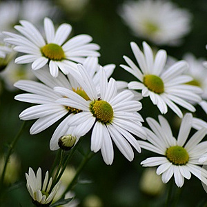 Chrysanthemum (I) 'Breitner Supreme GM P9