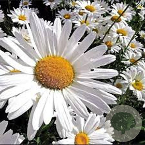 Chrysanthemum (M) 'Alaska' GM P9