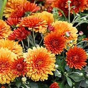 Chrysanthemum (M) 'Wirrar Surpreme' GM P9