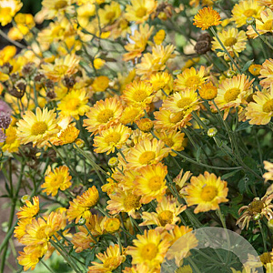 Chrysanthemum (I) 'Dernier Soleil' GM P9