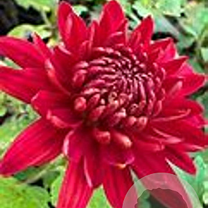 Chrysanthemum (K) 'Fellbacher Wein' GM P9
