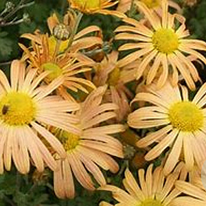 Chrysanthemum (R) 'Mary Stoker' GM P9