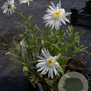 Chrysanthemum maximum 'Christina Hag' GM P9