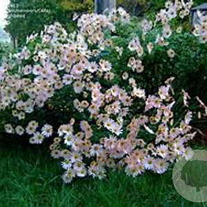 Chrysanthemum yezoense 'Roseum' GM P9