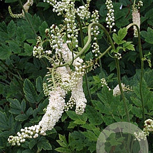 Cimicifuga dahurica GM P9