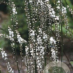 Cimicifuga japonica GM P9