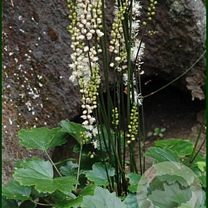 Cimicifuga japonica 'Chejo Do' GM P9