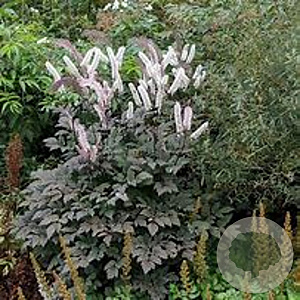 Cimicifuga racemosa GM P9