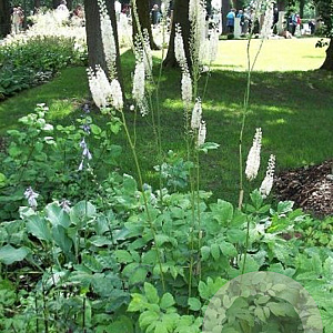 Cimicifuga racemosa 'Cordifolia' GM P9