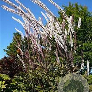 Cimicifuga ramosa GM P9