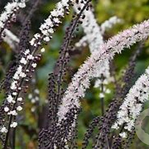 Cimicifuga ramosa 'Atropurpurea' GM P9