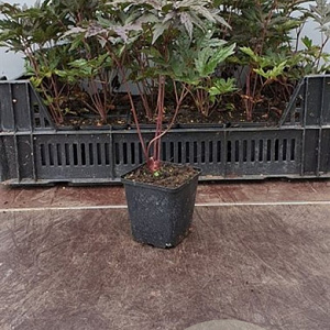 Cimicifuga ramosa 'Brunette' GM P9