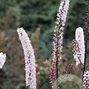 Cimicifuga ramosa 'Chocoholic' GM P9