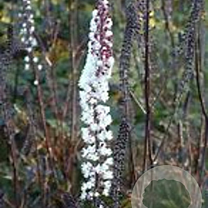 Cimicifuga ramosa 'James Compton' GM P9