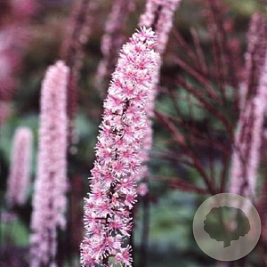 Cimicifuga ramosa 'Pink Spike' GM P9