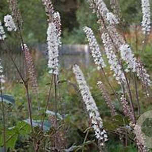 Cimicifuga simplex GM P9