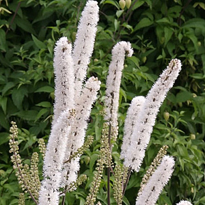 Cimicifuga simplex 'Armleuchter' GM P9