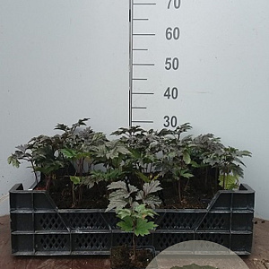 Cimicifuga simplex 'Atropurpurea' GM P9