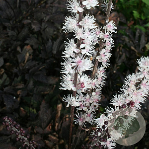 Cimicifuga simplex 'Black Negligee' GM P9