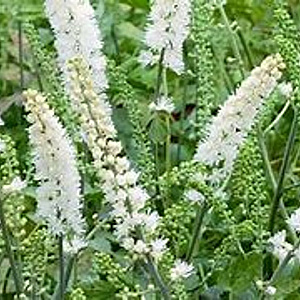Cimicifuga simplex 'White Pearl' GM P9