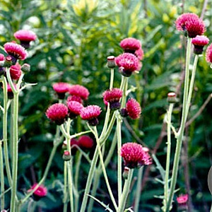 Cirsium rivulare GM P9