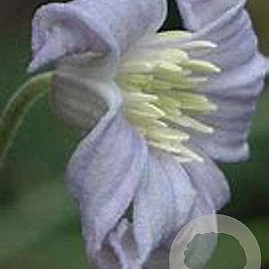 Clematis jouiniana 'Praecox' GM  P11