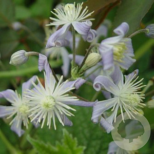 Clematis 'Mrs Robert Brydon' GM P9