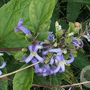 Clematis tubilosa# GM P9