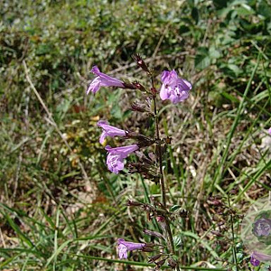 Clinopodium menthifolium# GM P9
