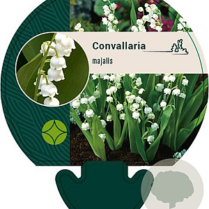 Convallaria majalis GM P9