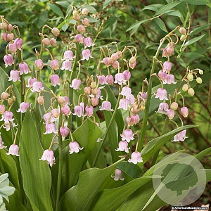 Convallaria maj. 'Rosea' GM P9