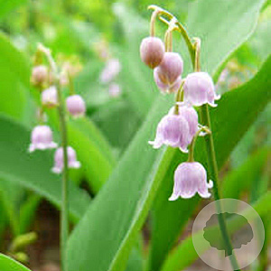Convallaria maj. 'Rosea' GM P9