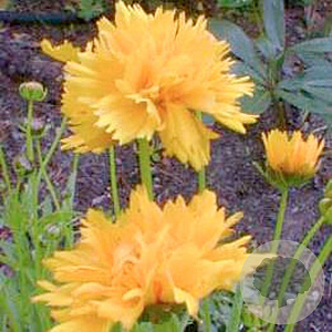 Coreopsis gr. 'Early Sunrise' GM P9