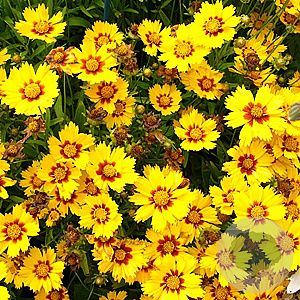Coreopsis gr. 'Sonnenkind' GM P9