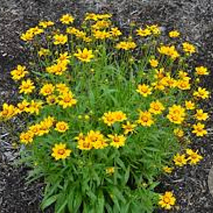Coreopsis gr. 'Sunburst' GM P9