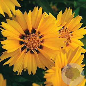 Coreopsis lanceolata GM P9