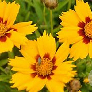Coreopsis lanceolata 'Baby Gold' GM P9